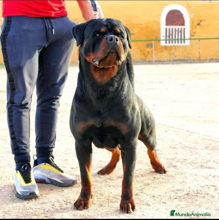 Rottweiler perros Rottweiler Montas - Anuncio 1