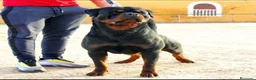 Rottweiler perros para monta: Rottweiler Montas - Anuncio 1