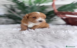 Maltipoo perros en venta: MALTIPOO - Imagen 16