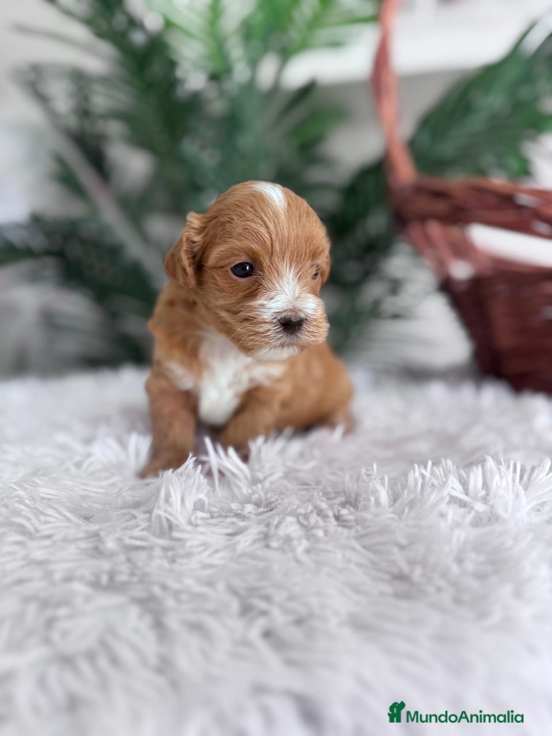 Maltipoo perros en venta: MALTIPOO - Imagen 16