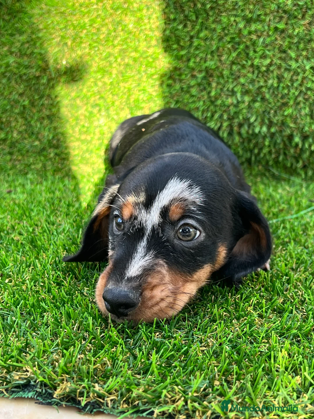 Teckel Miniatura perros en venta: Teckel miniatura !  en Ciudad Real - Anuncio 6