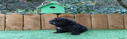 Caniche Toy perros en venta: Cachorros de caniche toy  - Anuncio 2