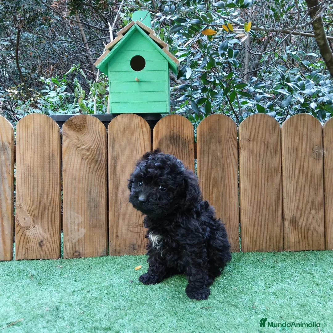 Caniche Toy perros en venta: Cachorros de caniche toy  - Anuncio 2