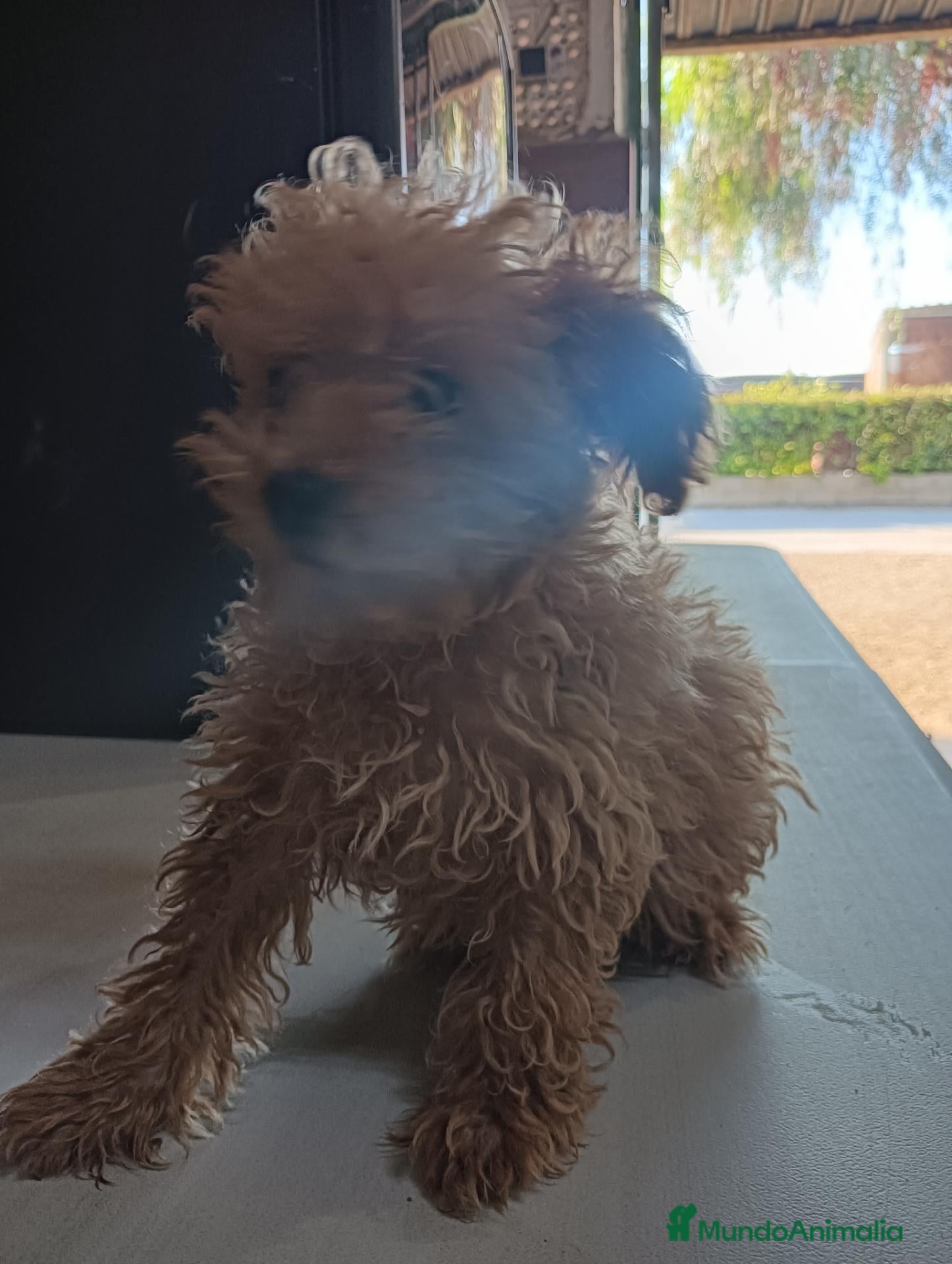Caniche Toy perros Caniche toy - Anuncio 4