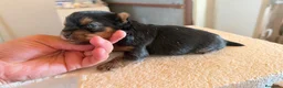 Yorkshire Terrier perros en venta: Yorkshire terrier - Anuncio 2