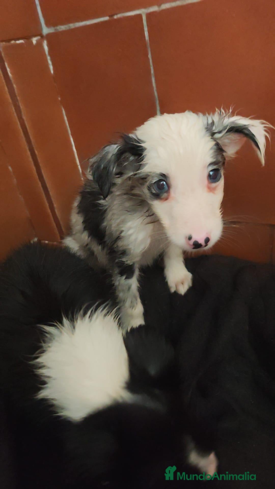Border Collie perros Border collie - Anuncio 1