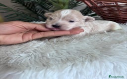 Maltipoo perros en venta: MALTIPOO MACHO - Imagen 8