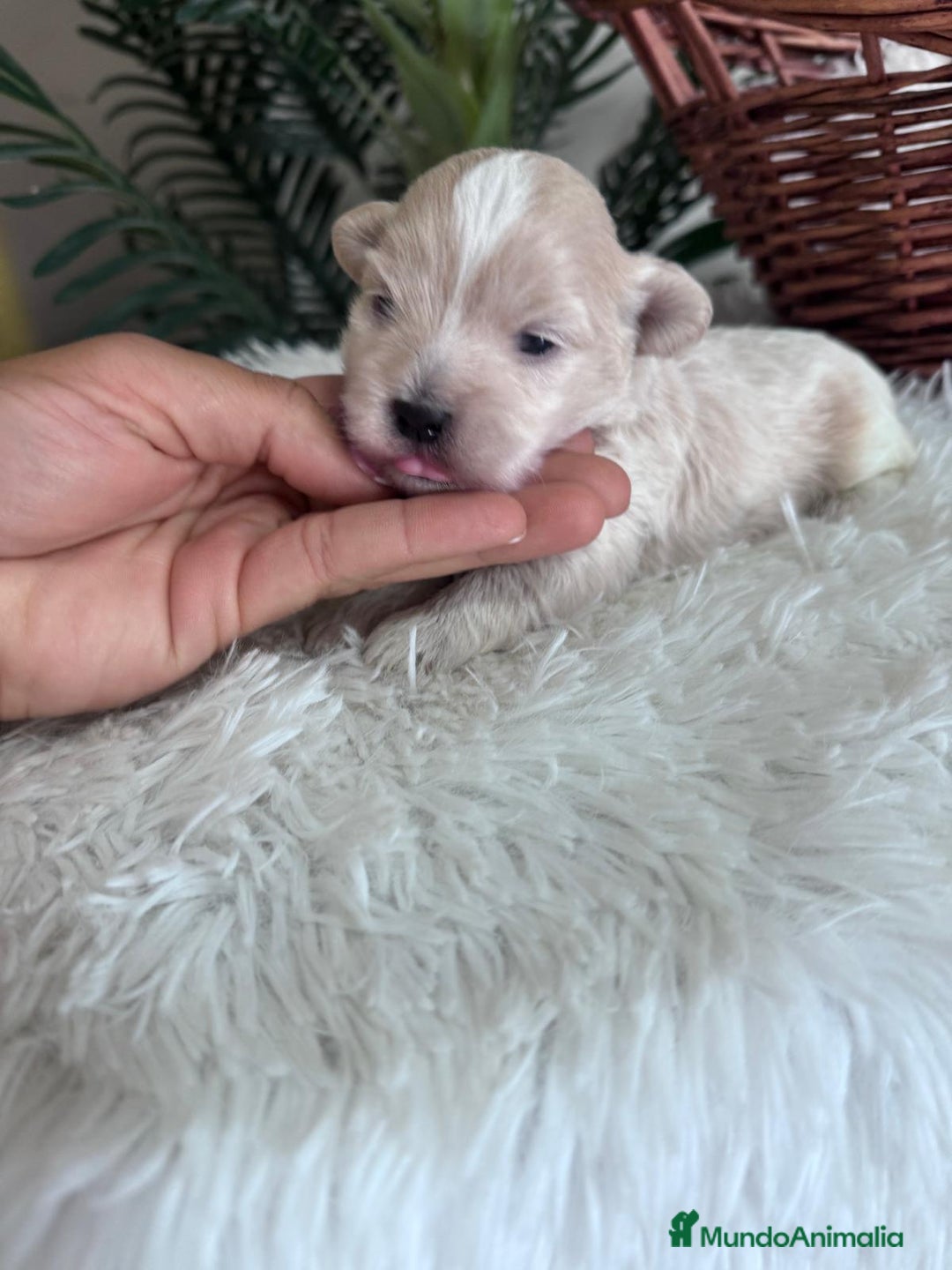 Maltipoo perros en venta: MALTIPOO MACHO - Imagen 8