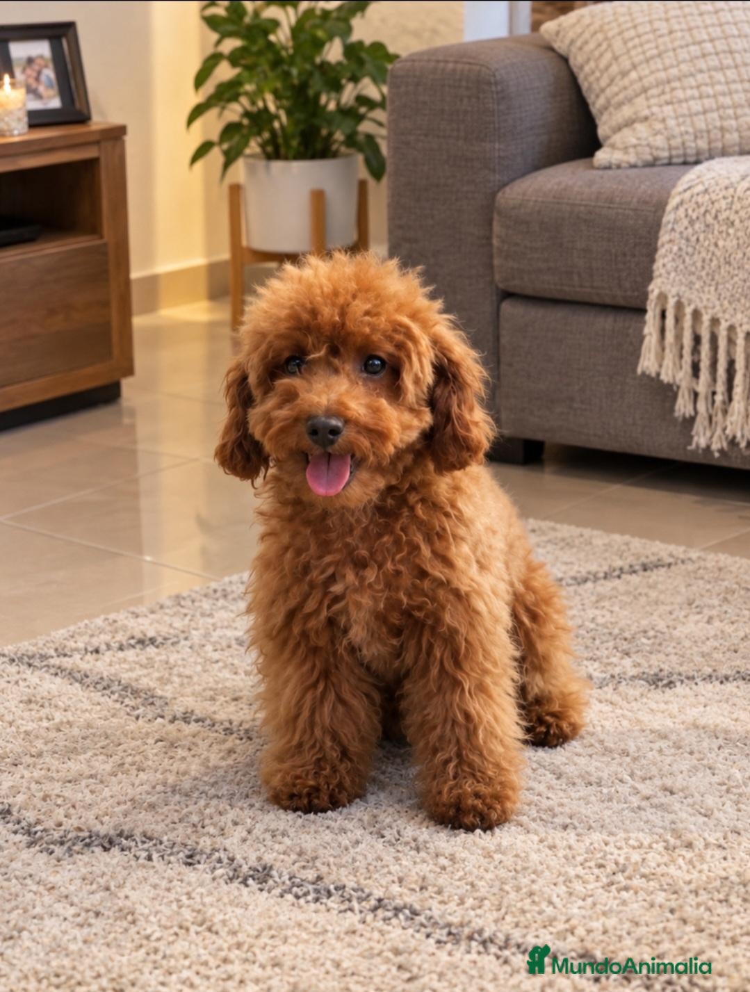 Caniche Toy perros Caniche Toy - Anuncio 1