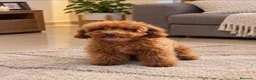 Caniche Toy perros en venta: Caniche Toy - Anuncio 1