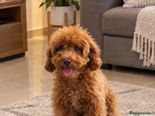 Caniche Toy perros Caniche Toy - Anuncio 1