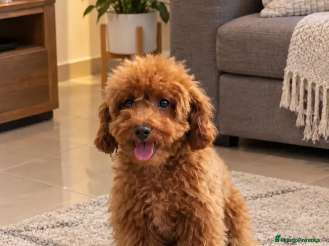 Caniche Toy perros Caniche Toy - Anuncio 1