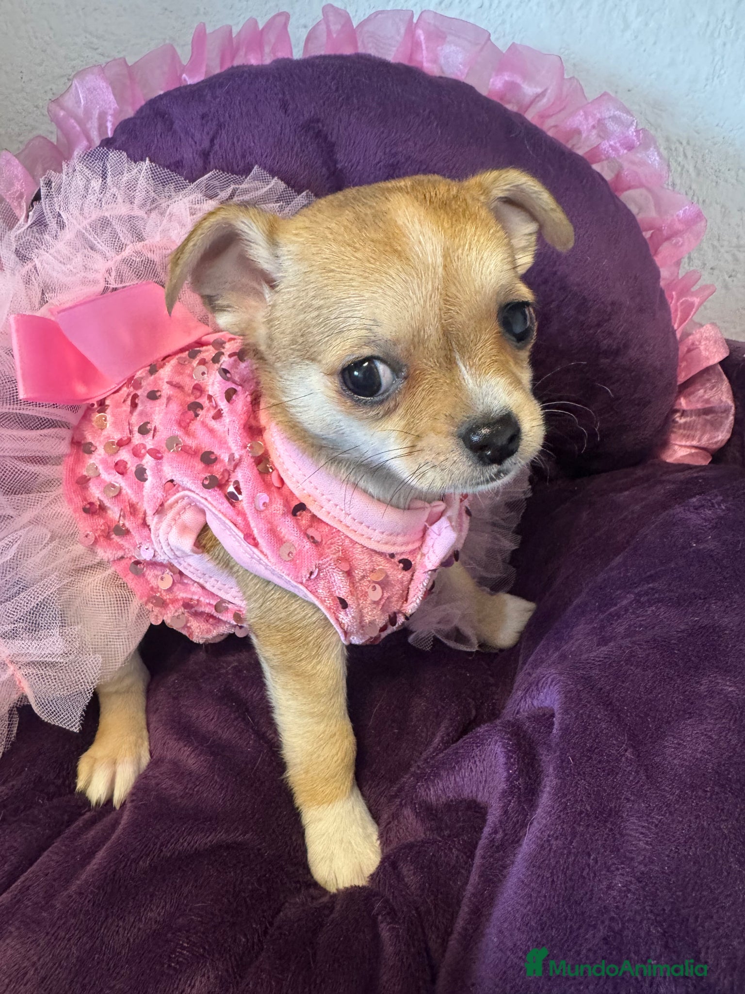 Chihuahua perros Chihuahuas cabeza manzana - Anuncio 1