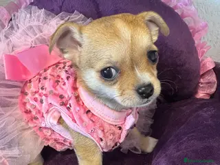 Chihuahua perros Chihuahuas cabeza manzana - Anuncio 1