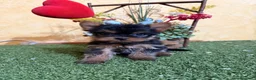Yorkshire Terrier perros en venta: Yorkshire terrier toy !! - Anuncio 9