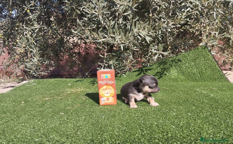 Chihuahua perros - Anuncio 8