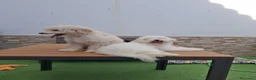 Caniche Enano perros en venta: Caniche enano. - Anuncio 3