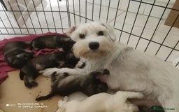 Schnauzer Mediano perros en venta: Snauzer minis - Imagen 4
