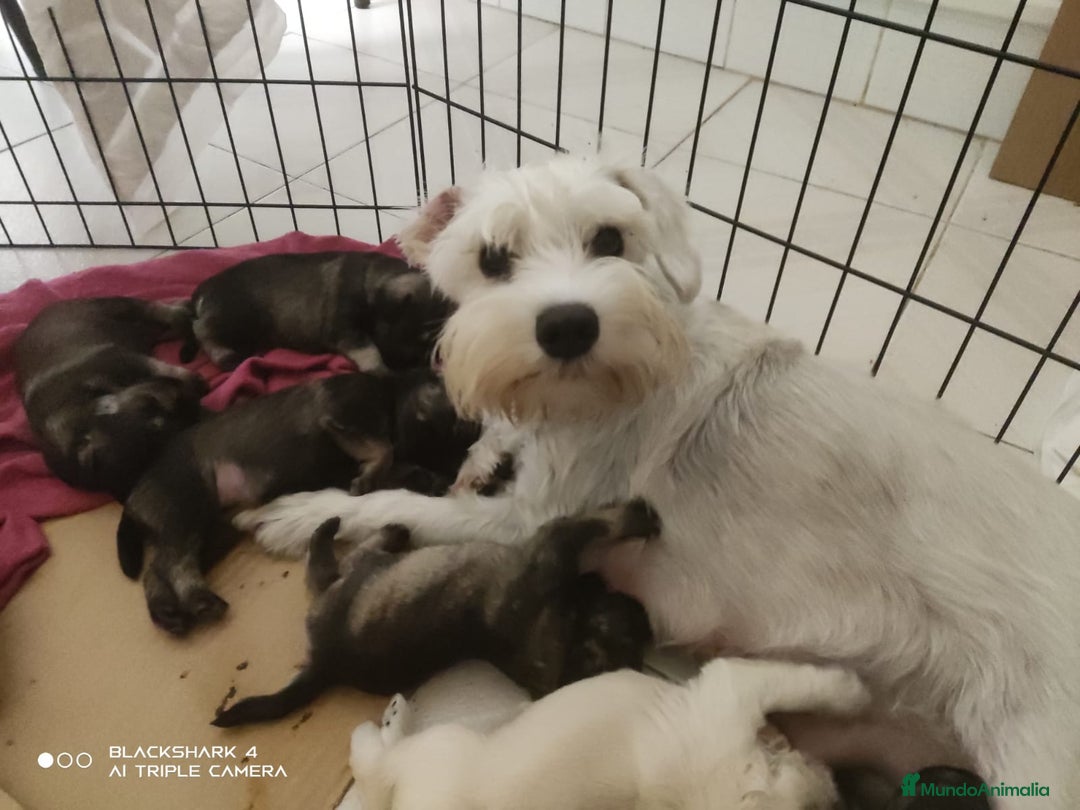 Schnauzer Mediano perros en venta: Snauzer minis - Imagen 4
