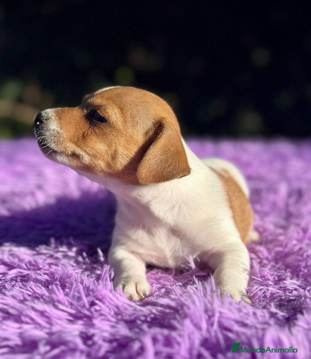 Jack Russell Terrier perros en venta: Jack russell machos - Imagen 3