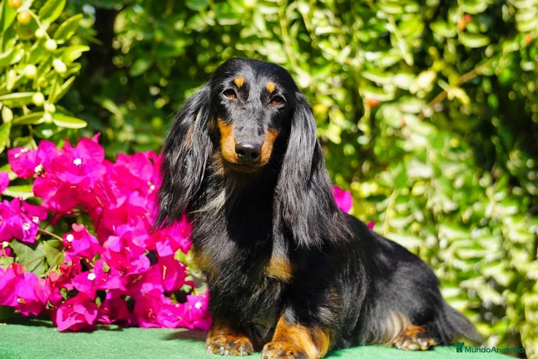 Imagen de galería {{count}}