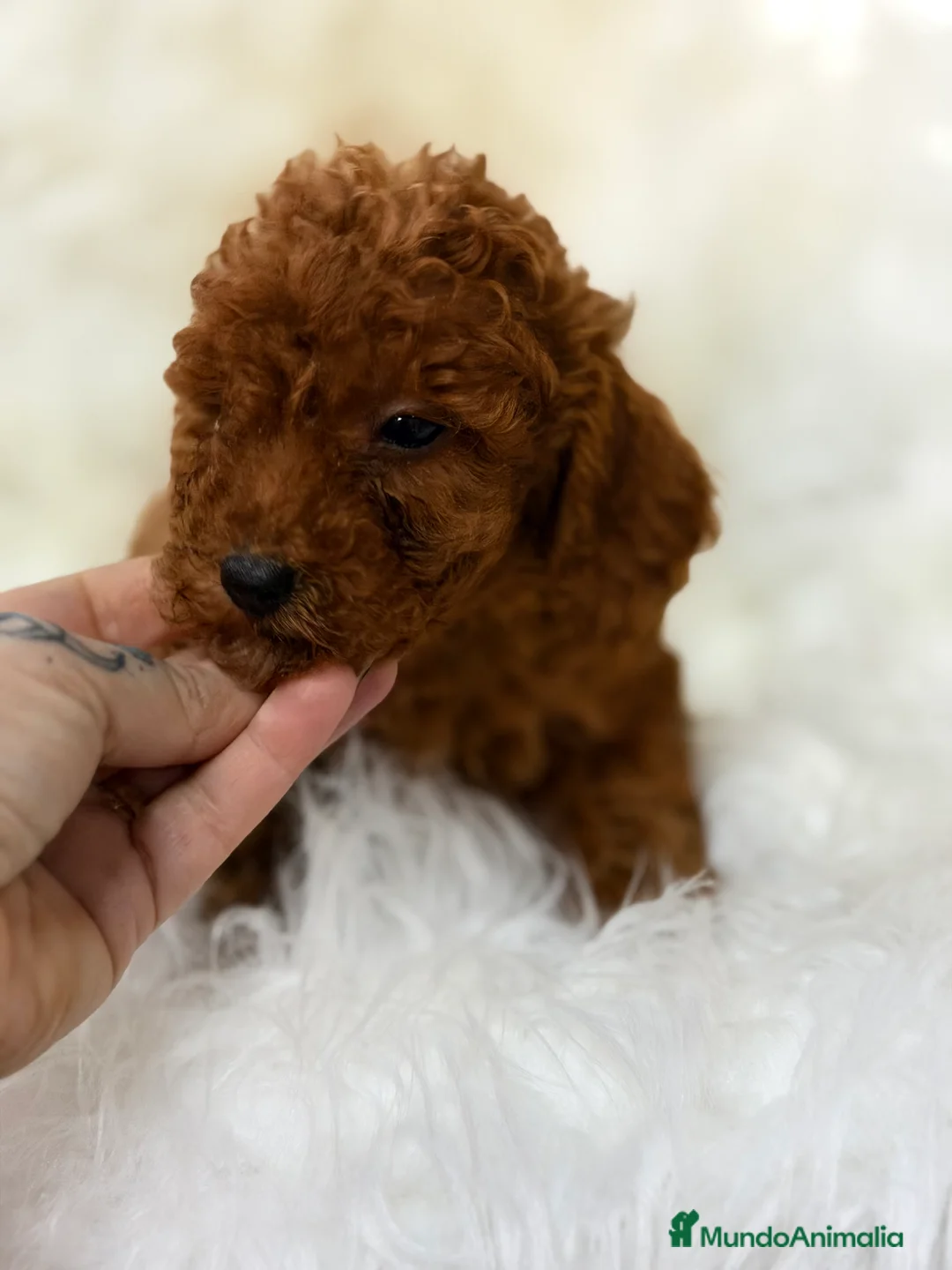 Caniche Toy perros en venta: Caniche Toy rojo pimentón  - Anuncio 1