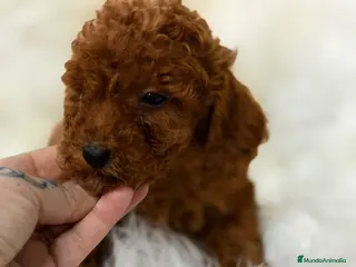 Caniche Toy perros Caniche Toy rojo pimentón - Anuncio 2