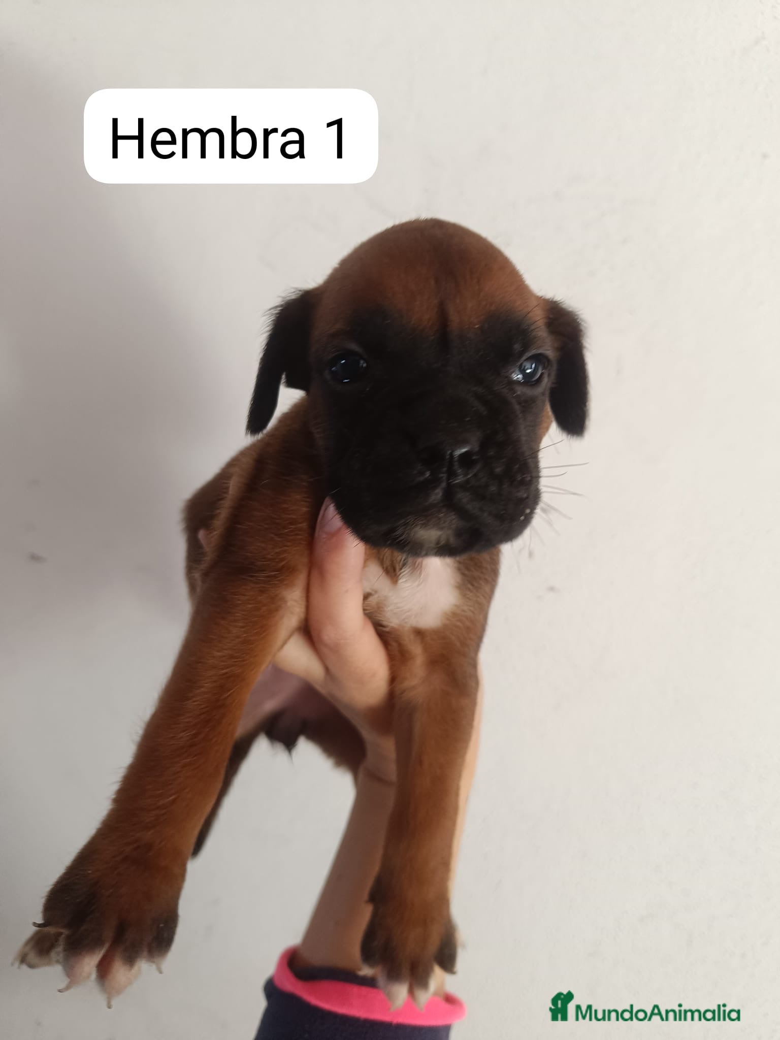 Boxer perros Camada de boxer PARA ENTREGAR - Anuncio 1