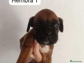 Boxer perros Camada de boxer PARA ENTREGAR - Anuncio 1