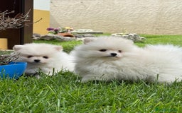 Pomerania perros en venta: Pomerania Miniatura, ejemplares blancos y crema - Imagen 6