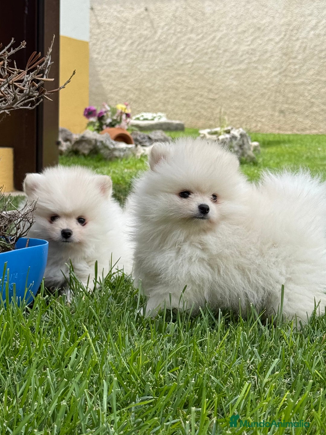 Pomerania perros en venta: Pomerania Miniatura, ejemplares blancos y crema - Imagen 6