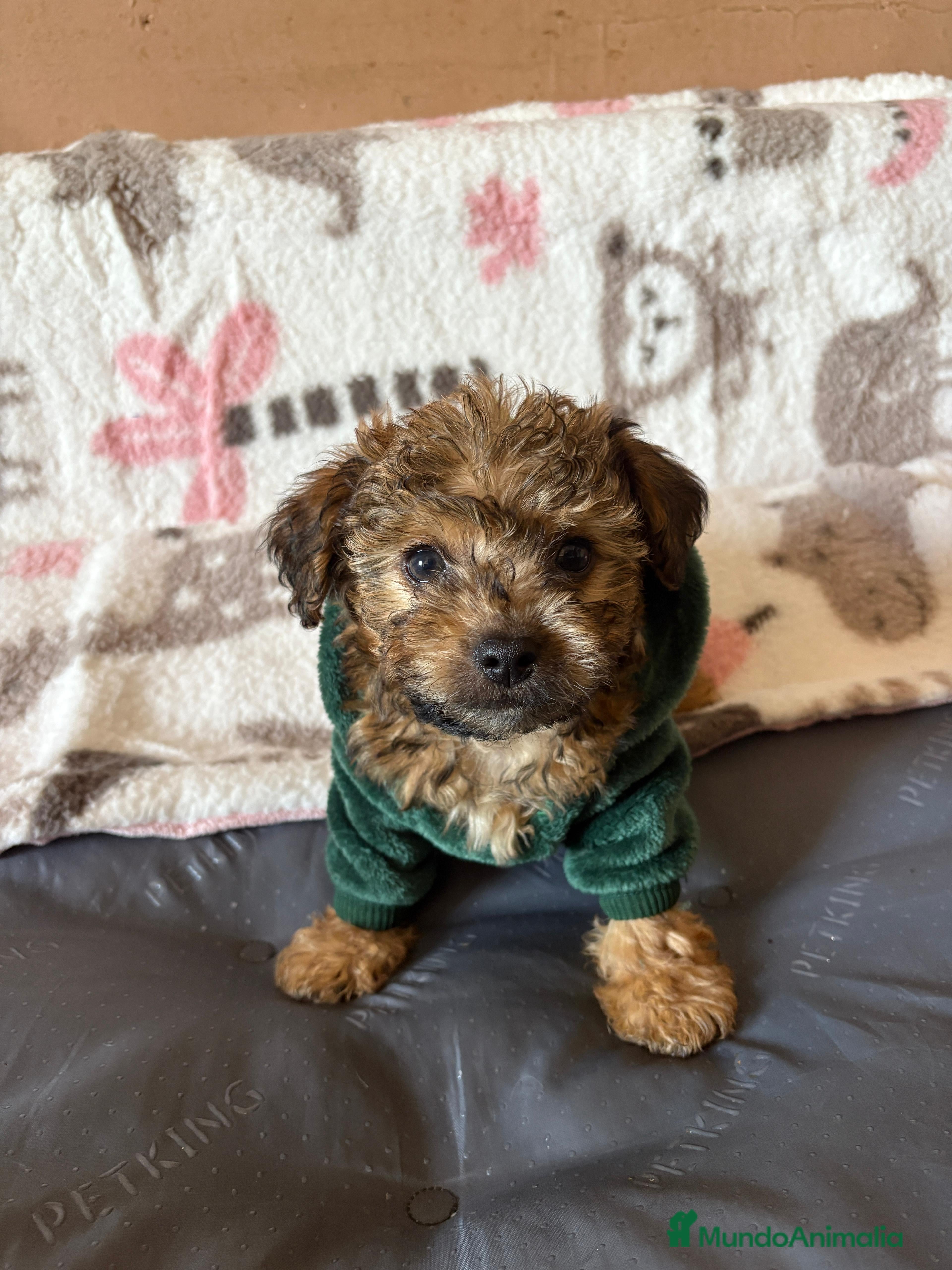 Yorkiepoo perros Yorkipoo - Anuncio 1