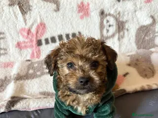 Yorkiepoo perros Yorkipoo - Anuncio 1