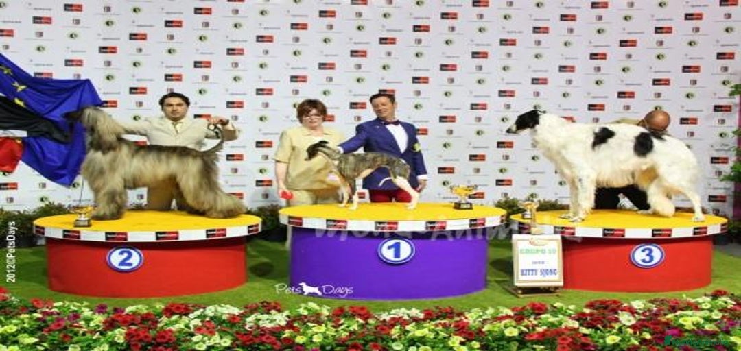 Imagen de galería {{count}}