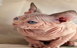 Sphynx gatos en venta: Sphynx  - Anuncio 8