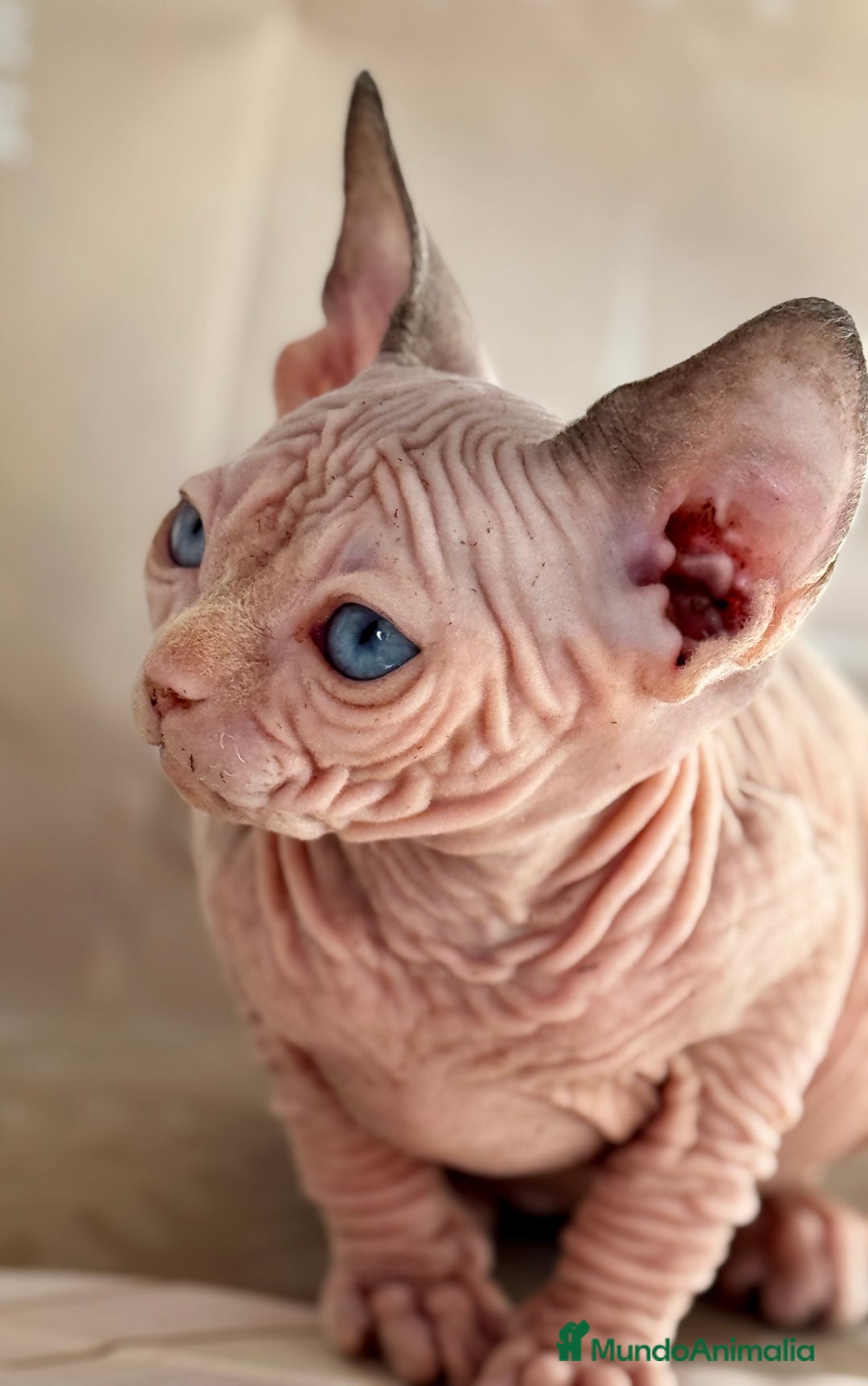 Sphynx gatos en venta: Sphynx  - Anuncio 8