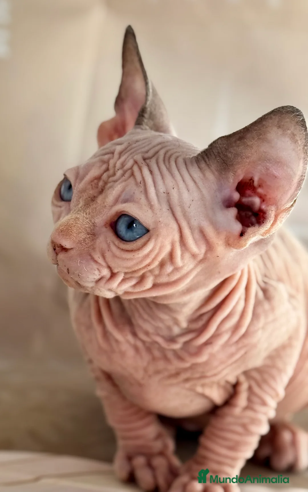 Sphynx gatos en venta: Sphynx  - Anuncio 8