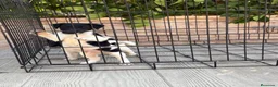 Fox Terrier de Pelo Liso perros en venta: Cachorros fox terrier  - Anuncio 6
