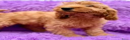 Cockapoo perros en venta: Cockapoo roja  - Anuncio 4
