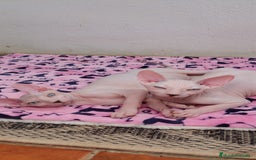 Sphynx gatos en venta: Preciosa camada lista para entregar  - Imagen 14