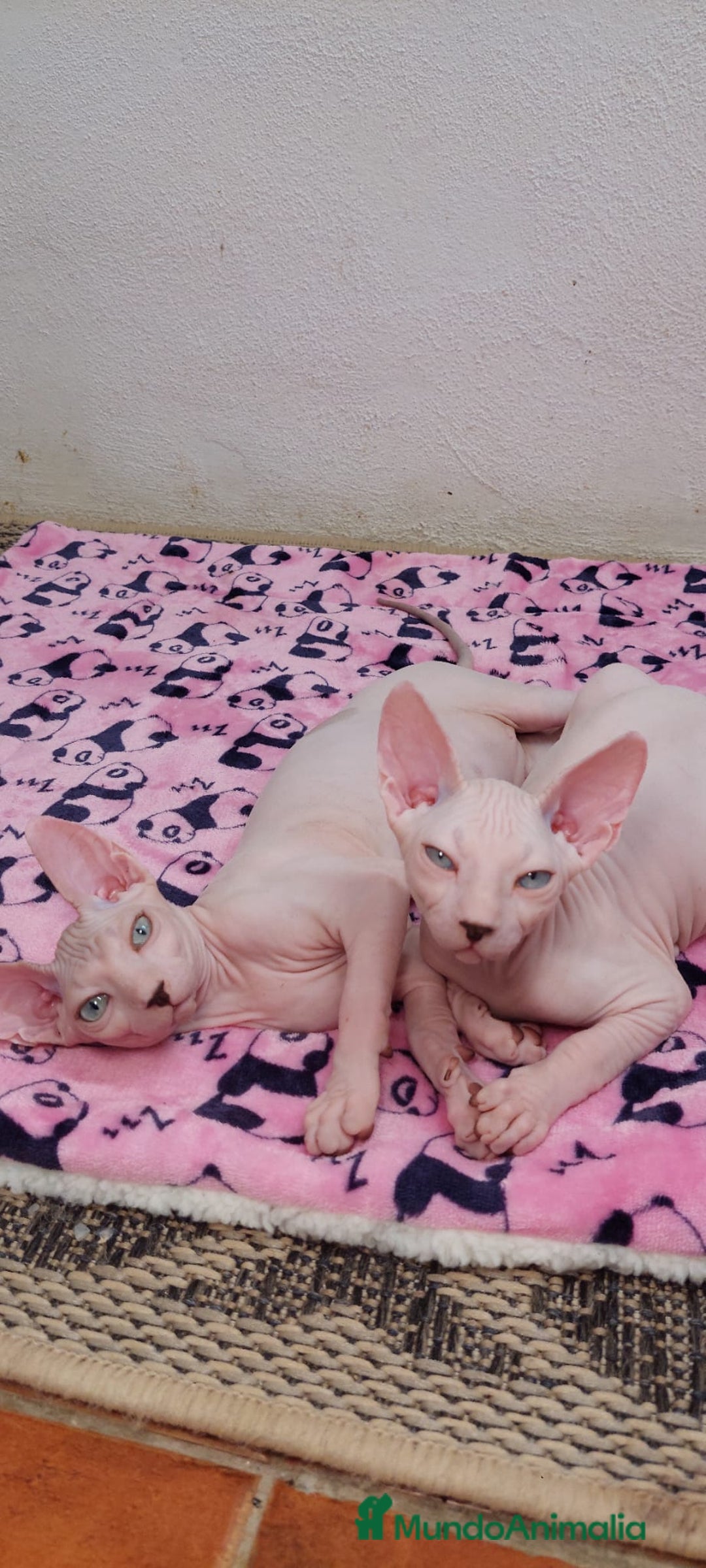 Sphynx gatos en venta: Preciosa camada lista para entregar  - Imagen 14