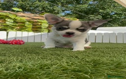 Chihuahua perros en venta: CHIHUAHUA MACHO TRICOLOR - Imagen 14