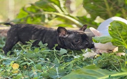 Bulldog Francés perros en venta: BULLDOG FRANCÉS HEMBRA DISPONIBLE en Barcelona - Imagen 5