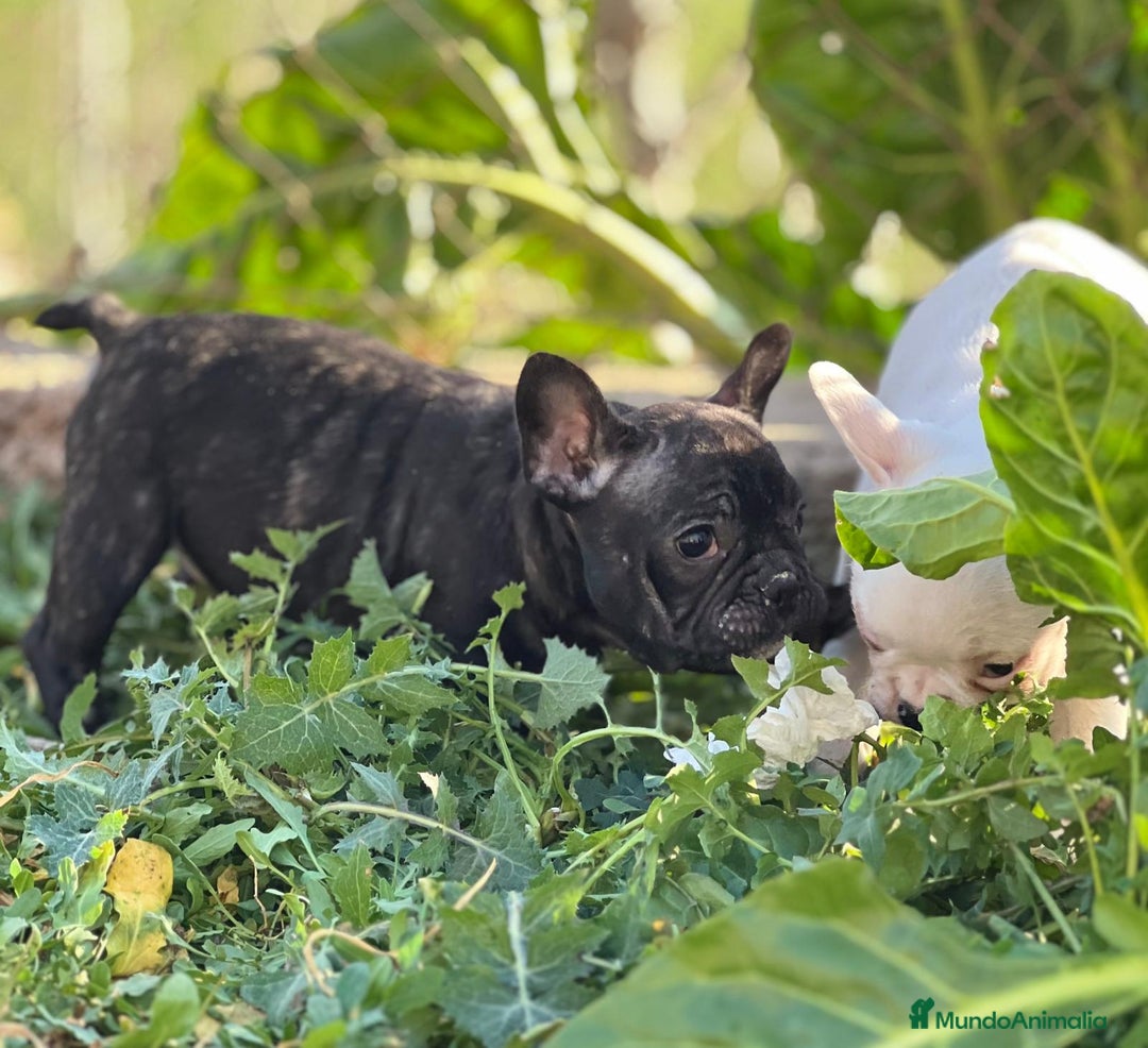 Bulldog Francés perros en venta: BULLDOG FRANCÉS HEMBRA DISPONIBLE en Barcelona - Imagen 5