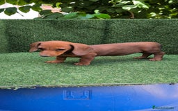 Teckel Miniatura perros en venta: teckel canichen roja - Imagen 5
