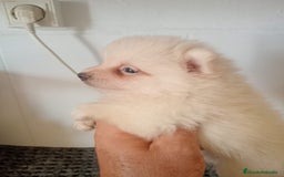 Pomerania perros en venta: Pomeranias  - Imagen 3