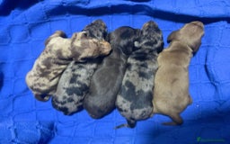Teckel Miniatura perros en venta: teckel de colores exoticos  - Imagen 1