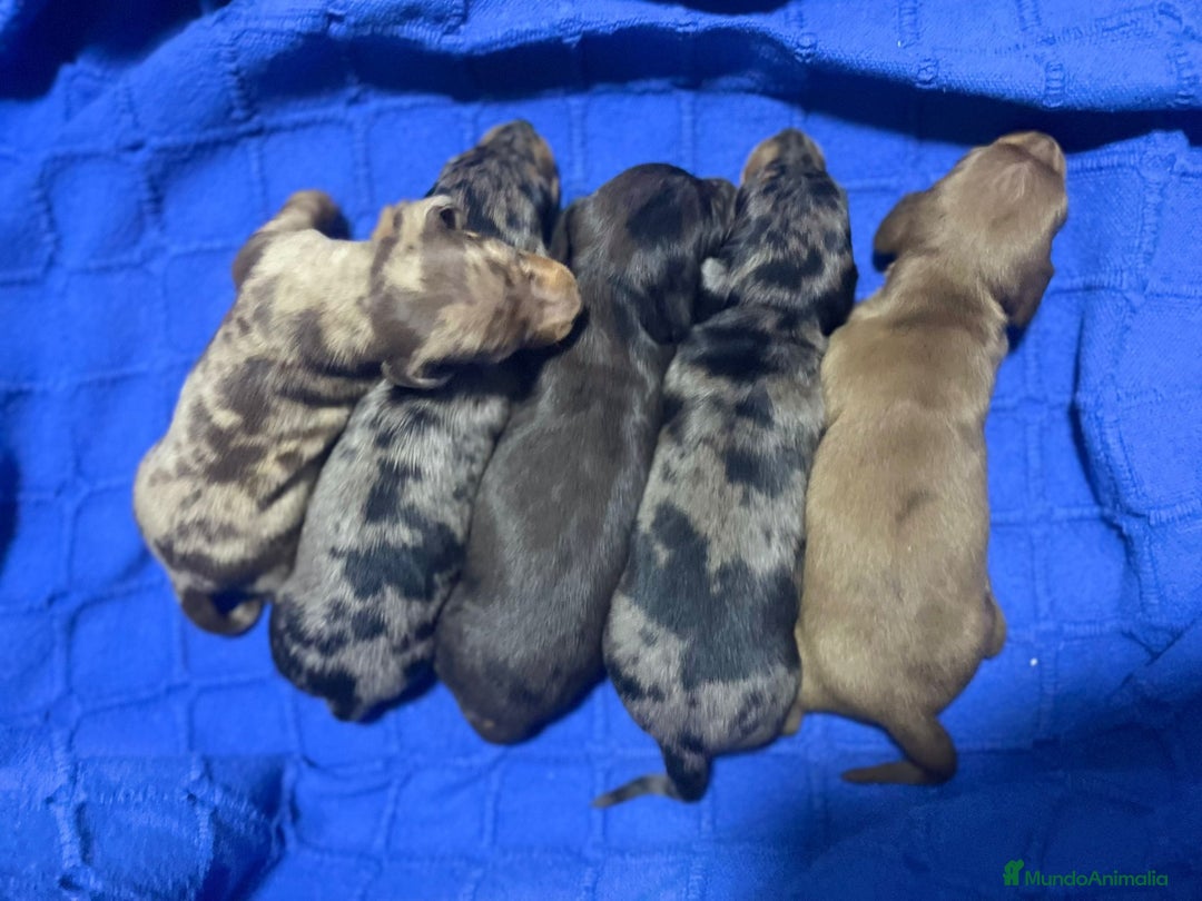 Teckel Miniatura perros en venta: teckel de colores exoticos  - Imagen 1