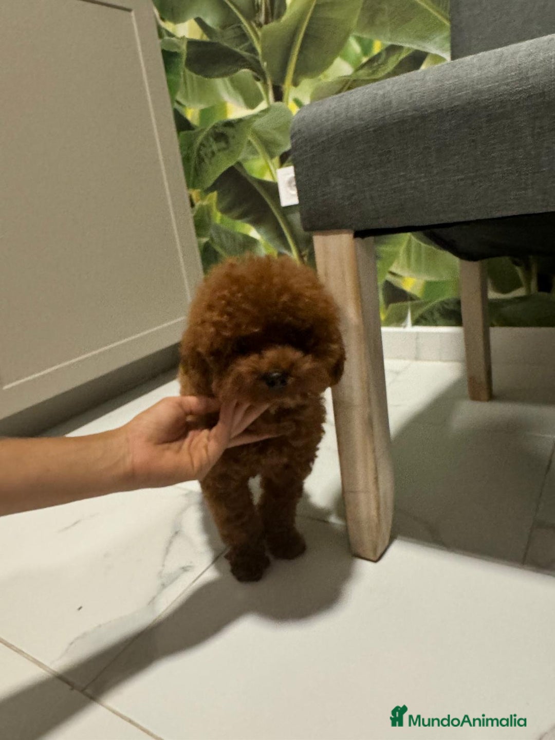 Imagen de galería {{count}}