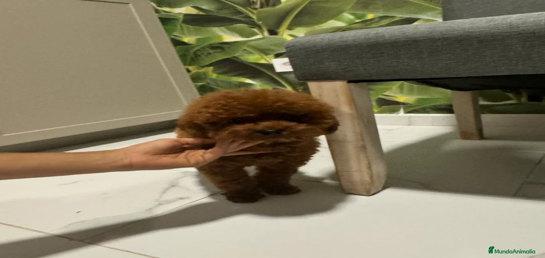 Imagen de galería {{count}}